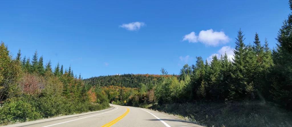 Road surrounded by fall colors