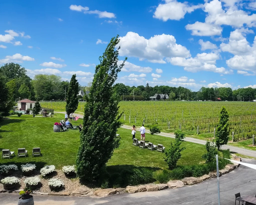 a green field with a vineyard in the back